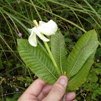 Gardenia fosbergii Tirveng.